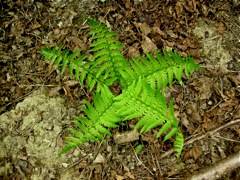 Dryopteris filix-mas (Fougère mâle) - Etoile