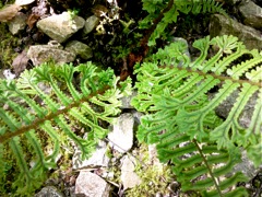 Polystichum setiferum - Pied