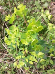 Euphorbia amygdaloides (Euphorbe des bois)