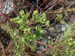Euphorbia paralias (Euphorbe du littoral)