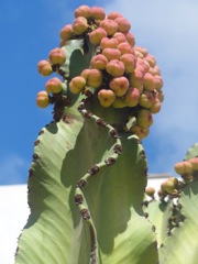 Euphorbia ingens - Fruits