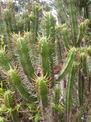 Euphorbia heptagona