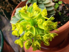 Euphorbia myrsinites (Euphorbe de Corse)