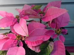 Poinsettia