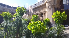 Euphorbia characias (Euphorbe des garrigues) - Hiver