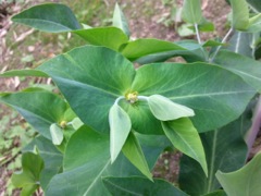 Euphorbia peplus (Euphorbe des jardins)