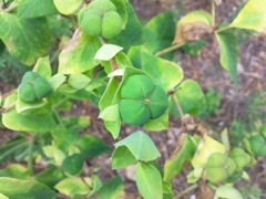Euphorbia nicaeensis (Euphorbe de Nice)