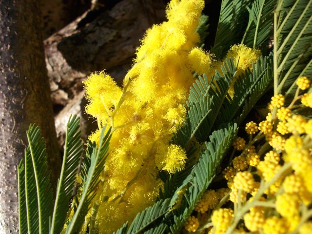 Acacia dealbata (Mimosa des fleuristes) - Floraison