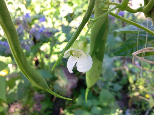 Phaseolus coccineus (Haricot d'Espagne) - Haricot de Soissons nain