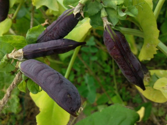 Pisum sativum L. - Gousse de petits pois