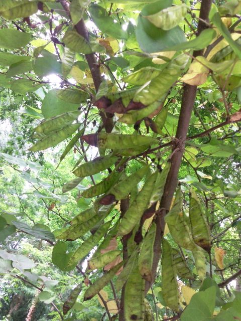 Cercis siliquastrum (Arbre de judée)