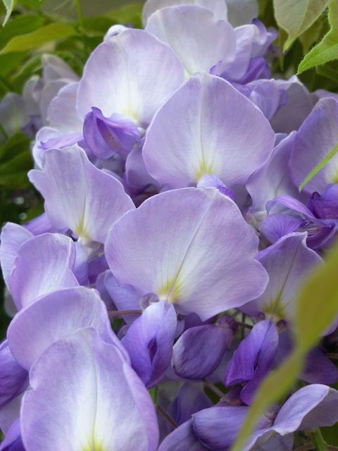 Wisteria sinensis (Glycine de Chine) - Détail