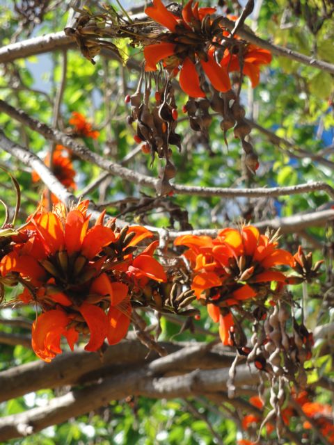 Erythrina