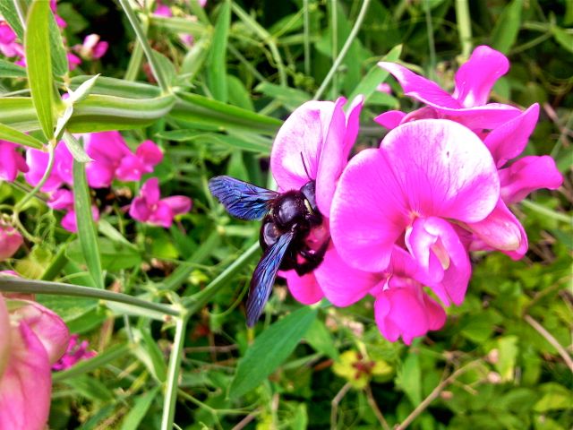 Lathyrus latifolius et Xylocope - Pollinisation