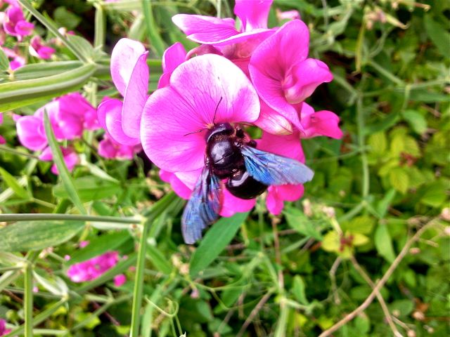 Lathyrus latifolius et Xylocope - Face