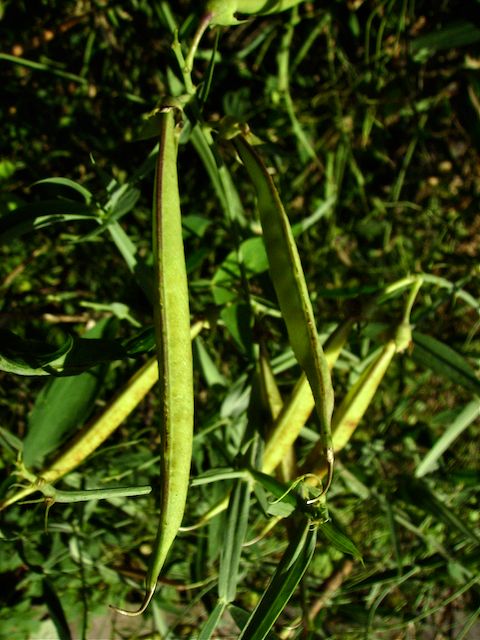 Lathyrus latifolius - Gousses