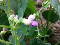 Phaseolus vulgaris L. (Haricot) - Fleur de profil