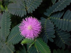 Sensitive (Mimosa pudica)