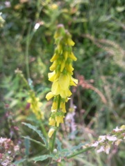 Mélilot élevé (Melilotus altissima Thuill.)