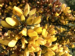 Ulex euopaeus (Ajonc d'Europe)