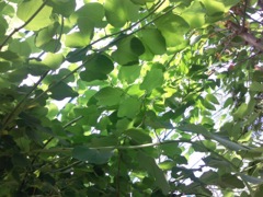 Bauhinia variegata