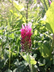 Trifolium incarnatum (Trèfle incarnat) - Fleur