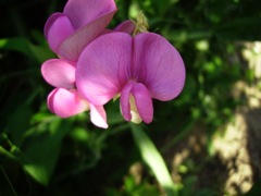 Lathyrus latifolius - Face