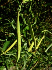 Gousses de Lathyrus latifolius