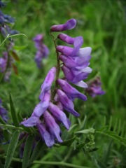 Vicia cracca (Vesce craque)