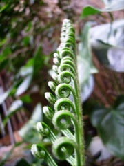 Fronde de Cycas