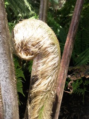 Fronde de fougère arborescente