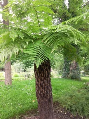 Fougère arborescente