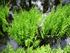 Fougère plume d'autruche (Matteucia struthiopteris)