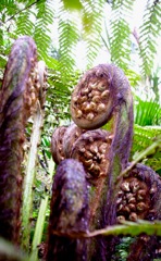 Frondes de fougère arborescente