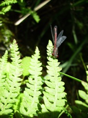 Agrion au corps de feu (Pyrrhosoma nymphula)