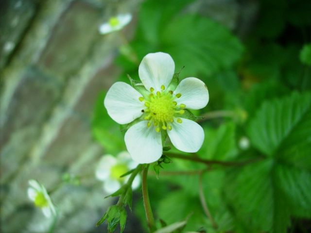 Fragaria vesca (Fraisier des bois) - 5 pétales