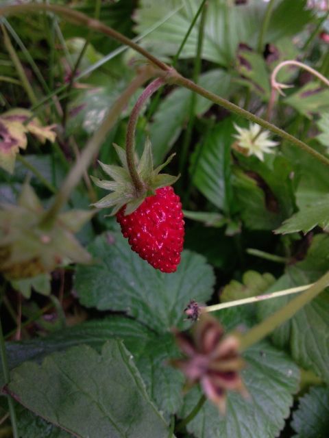 Fragaria vesca (Fraisier des bois) - Fruit
