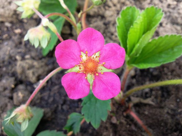 Fragaria (Fraisier) - Fleur fushia