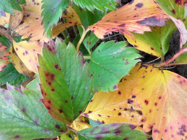 Feuilles de fraisier