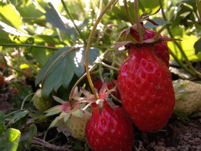 Fragaria (Fraisier) - Baies