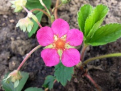 Fragaria (Fraisier) - Fleur fushia