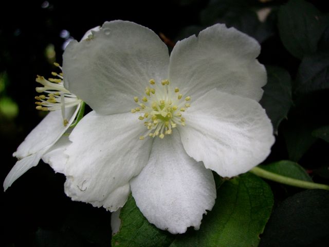 Philadelphus (Seringat) - Blanc 5 pétales