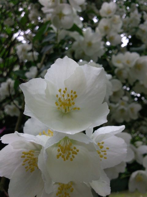 Philadelphus (Seringat) - Arbuste