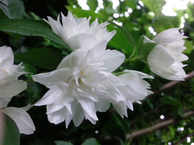 Philadelphus (Seringat) - Blanc double