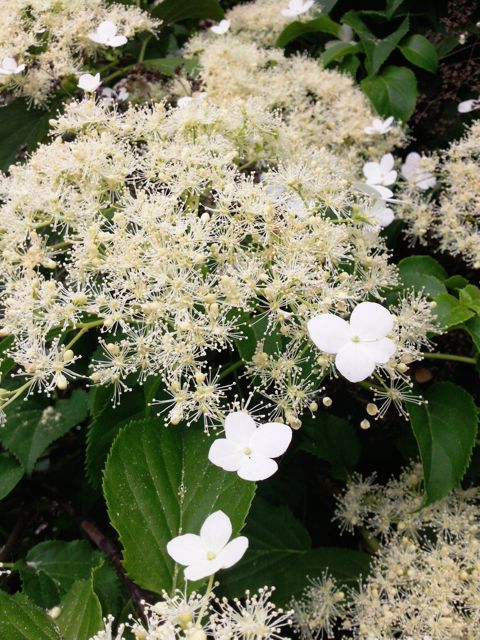 Hydrangea petiolaris - Blanc