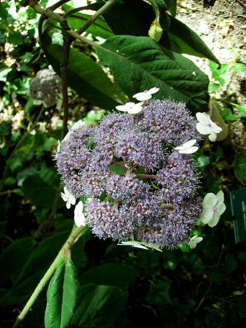 Hydrangea aspera - Mauve et blanc