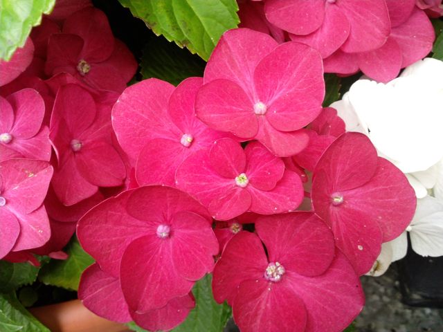 Hydrangea macrophylla (Hortensia) - Rouge