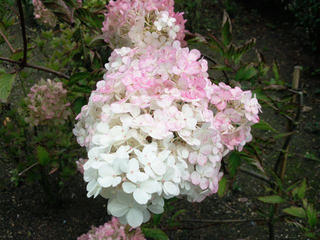 Hydrangea paniculata (Hortensia paniculé) - Blanc et rose