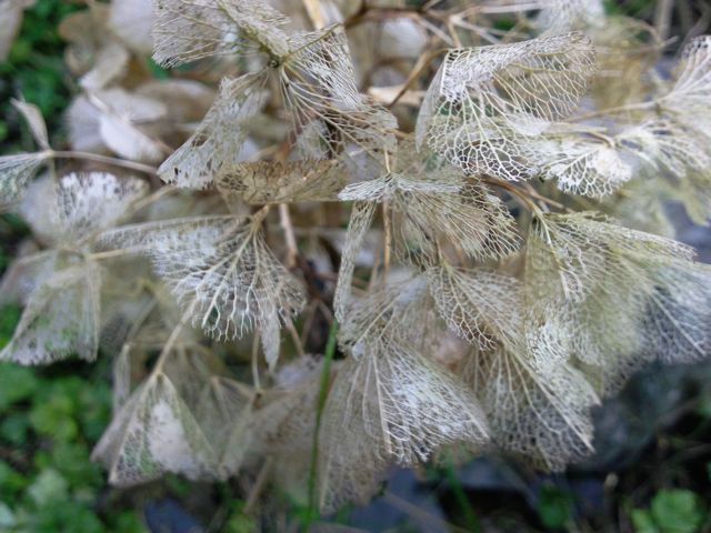 Hydrangea macrophylla (Hortensia) - Inflorescence sèche