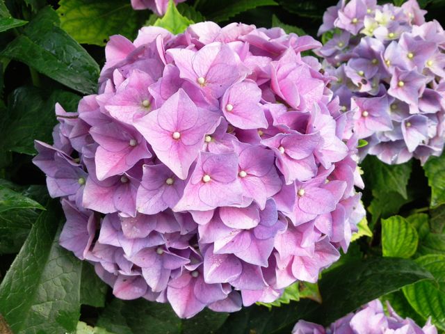 Hydrangea macrophylla (Hortensia) - Parme